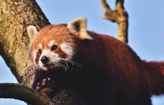 一只小熊猫栖息在树上，阳光下的镜头十分迷人