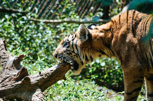 虎, 野生動物 的 免费素材图片