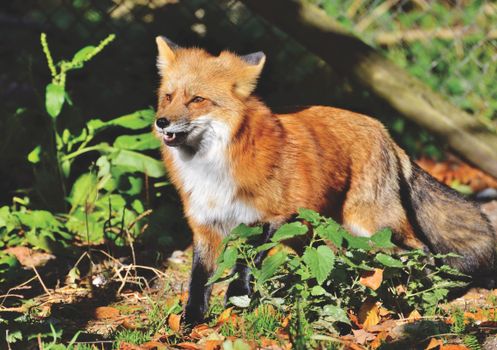 A majestic red fox standing amidst green foliage in a sunlit forest, showcasing its natural beauty.