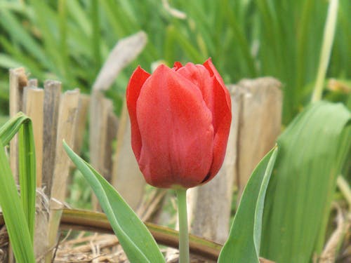 Gratis lagerfoto af botanique, fleur, floraison