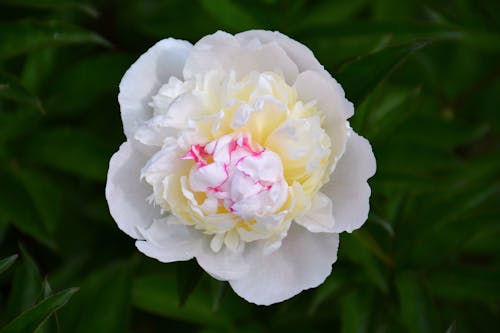 Kostnadsfri bild av blomma, kronblad, pion