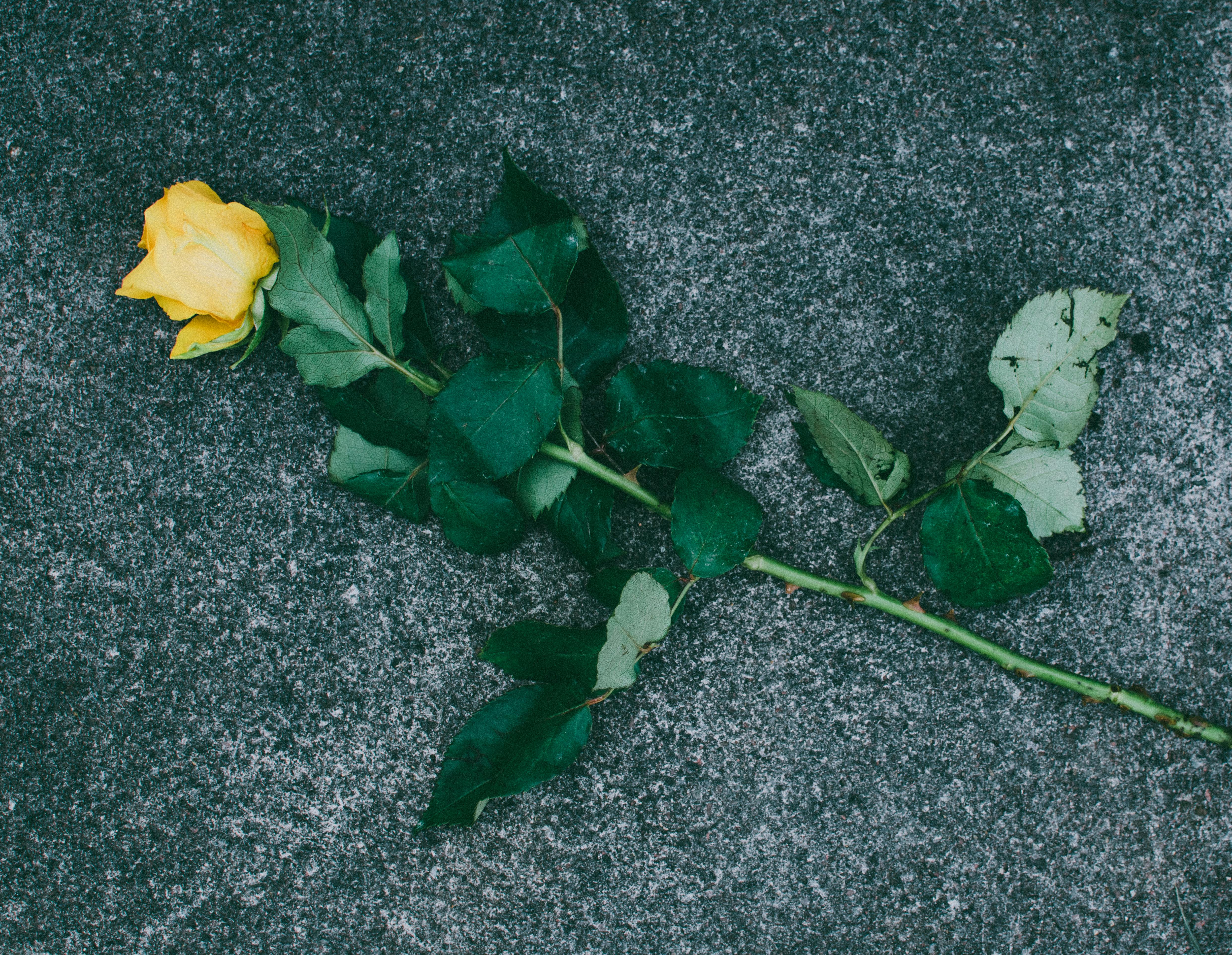 在纹理混凝土背景上，放置着一朵黄玫瑰和绿叶