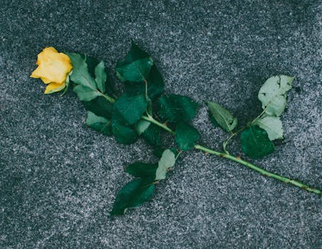 在纹理混凝土背景上，放置着一朵黄玫瑰和绿叶