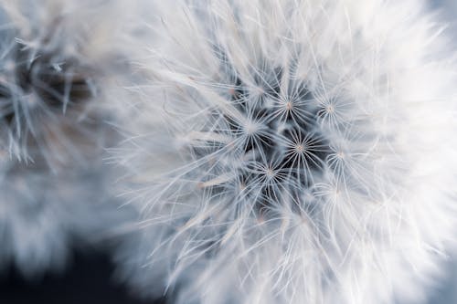 Close-Up Photo Of Two Dandelions