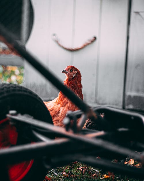 Brown Chicken Near Go Kart