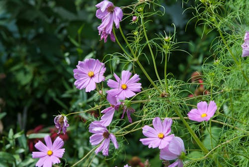 紫の花びらの花のクローズアップ写真