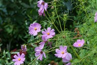 粉色宇宙花在户外花园中盛开的特写