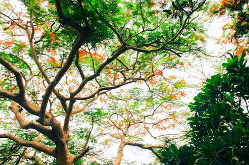 Prise De Vue En Contre Plongée Des Arbres Verts