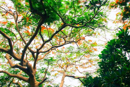 Free A colorful view of flowering trees from below, showcasing bright green leaves and vivid blossoms in a park setting. Stock Photo