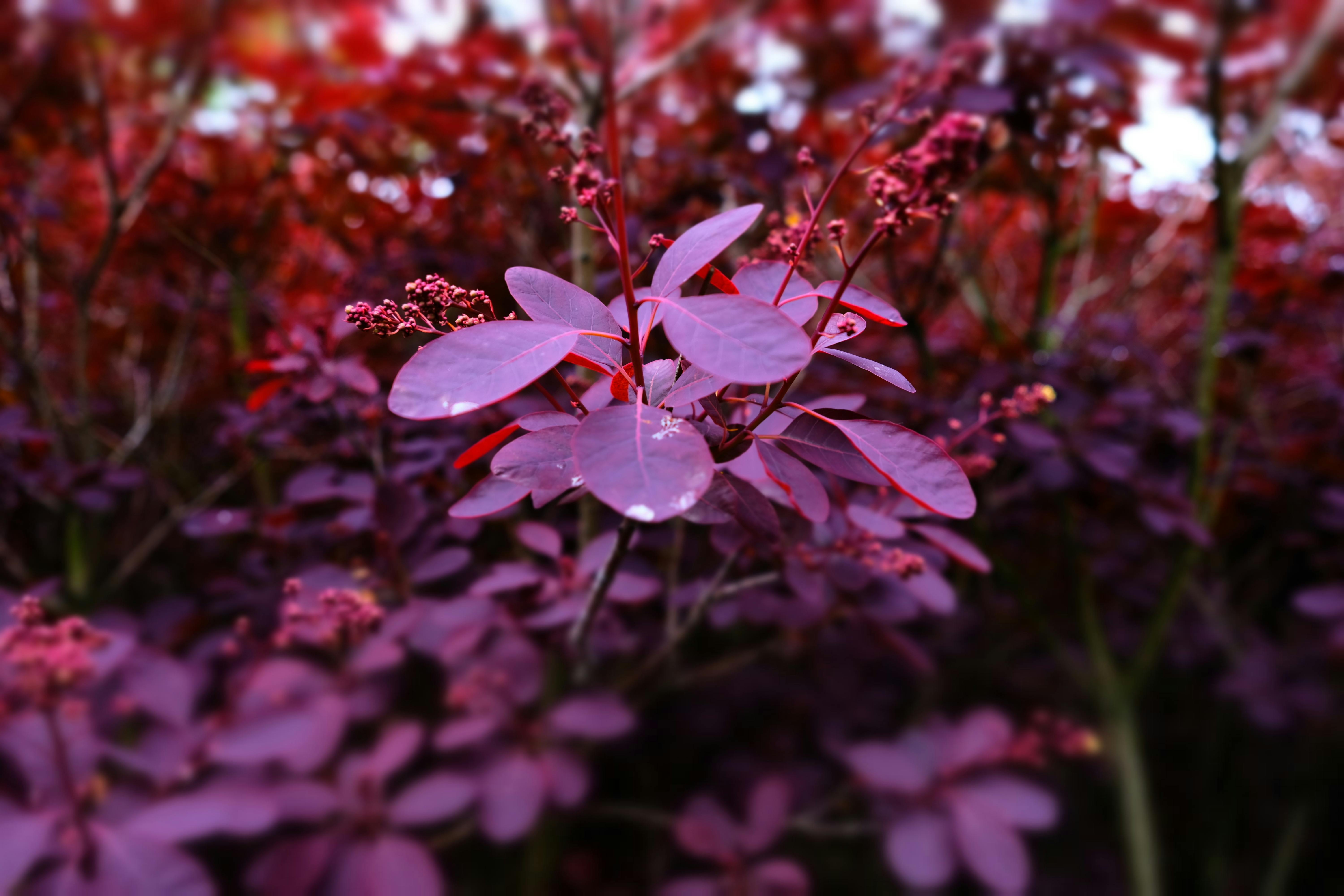 充满活力的红叶与花朵特写，营造出一幅引人注目的自然场景