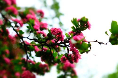 Rode Bloemrijke Installatie