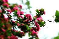 明亮的天空下，特写镜头对准了枝头盛开的郁郁葱葱的粉红色花朵