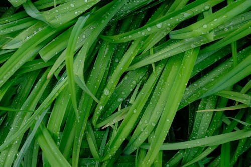Dew Droplets on Grass