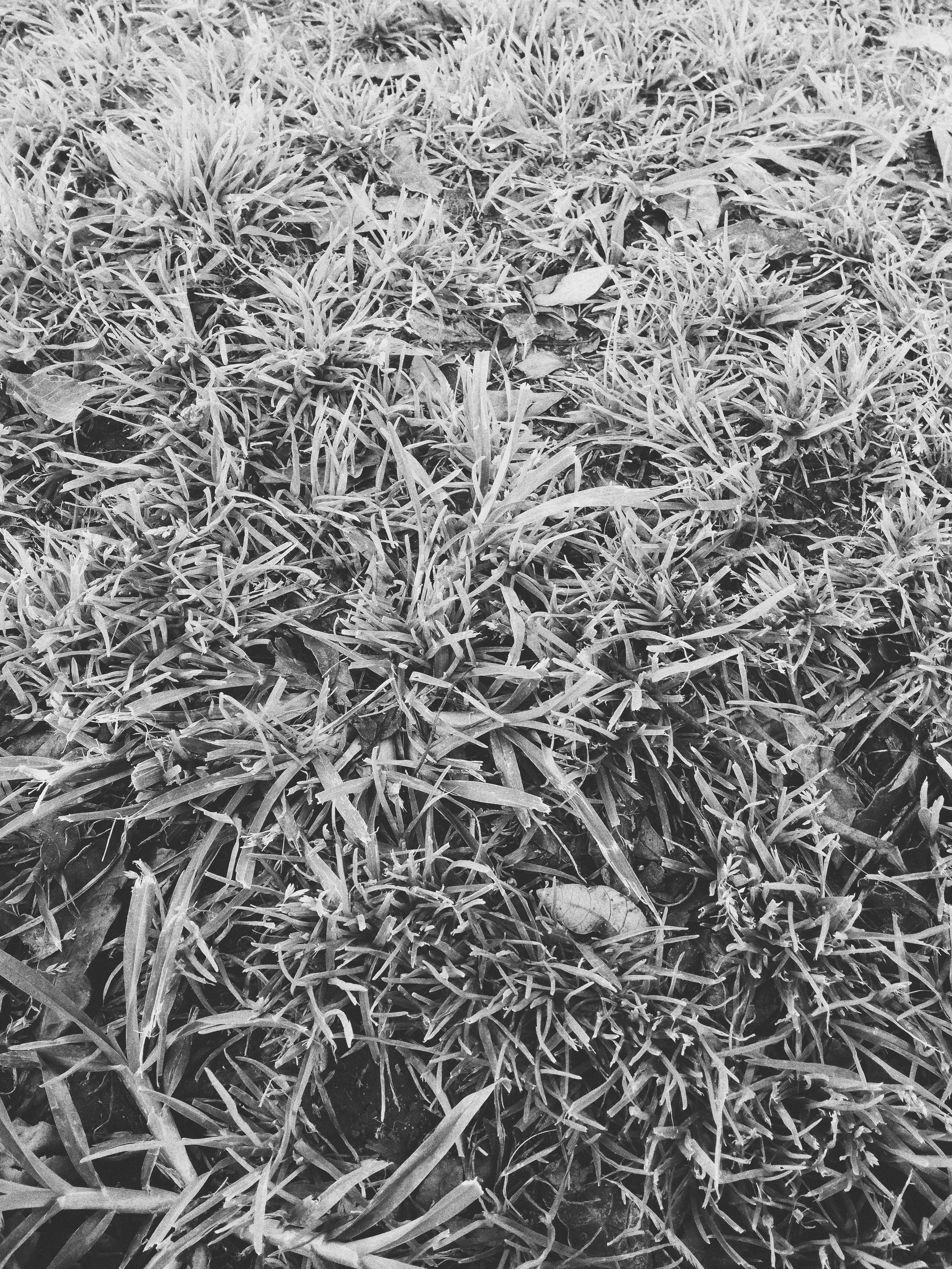 Download 45 Koleksi Background Hitam Putih Rumput HD Terbaru
