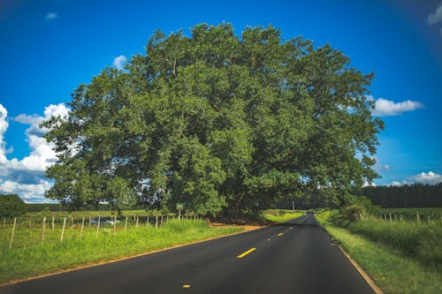 Imagine de stoc gratuită din arbore, asfalt, autostradă