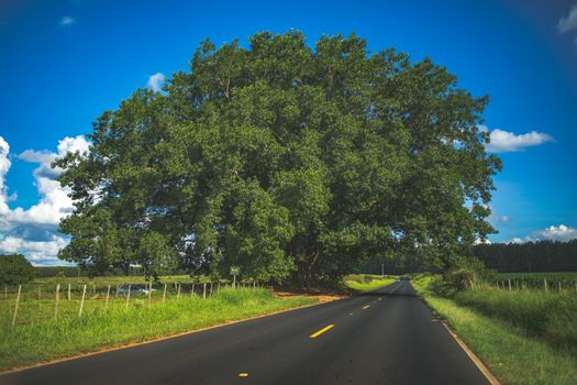 Scenic countryside road with a lush green tree under a clear blue sky, ideal for travel themes.