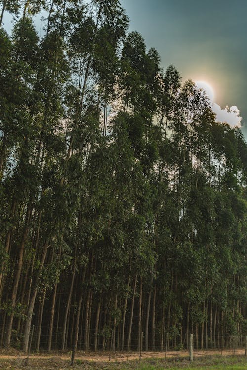 免费 低角度摄影的高大的树木 素材图片