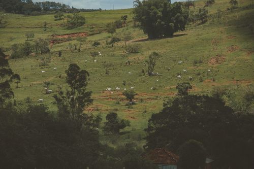 Free A tranquil view of cattle grazing on a lush green hillside surrounded by nature. Stock Photo