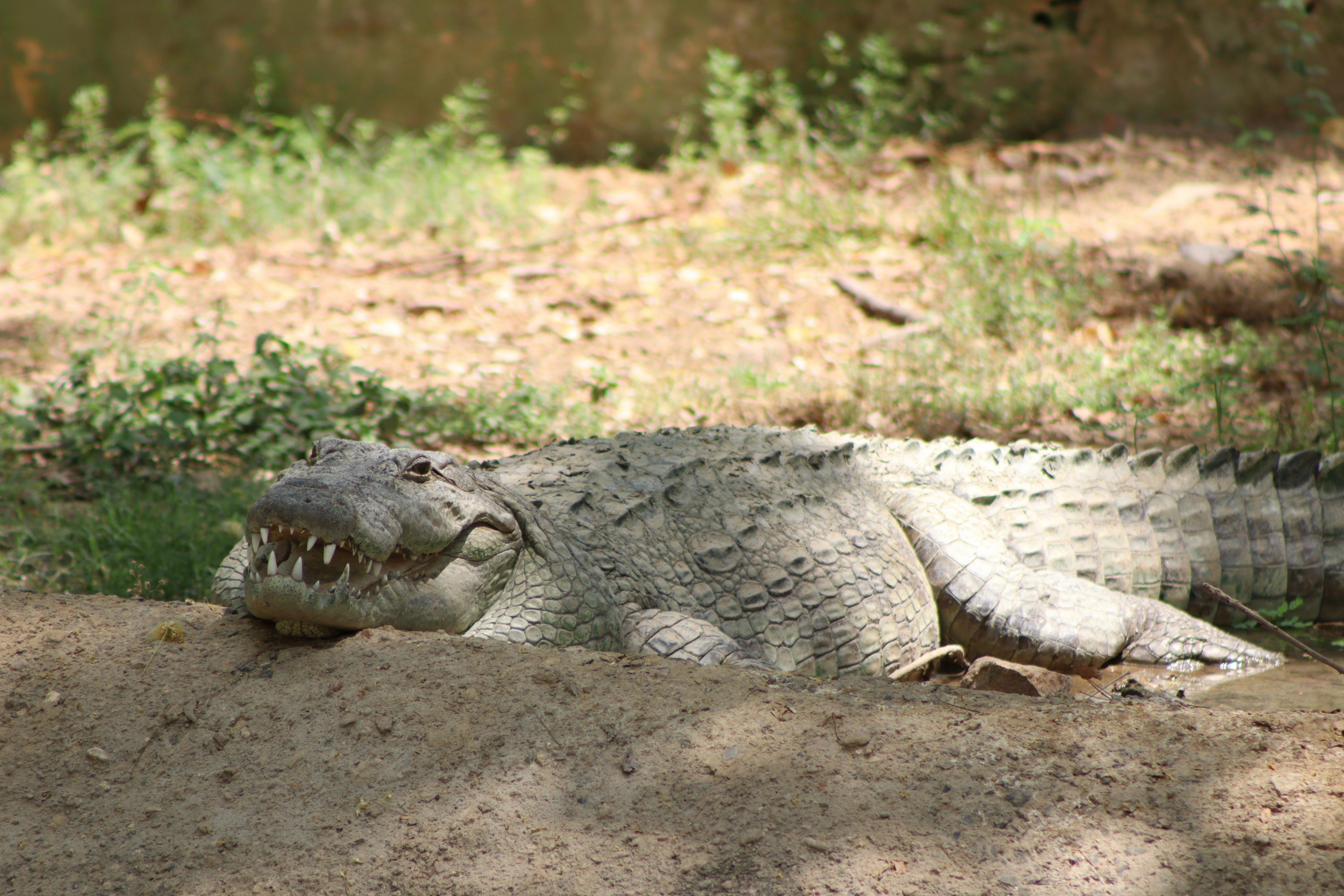 A mugger crocodile resting on sunlit mud in its natural habitat.