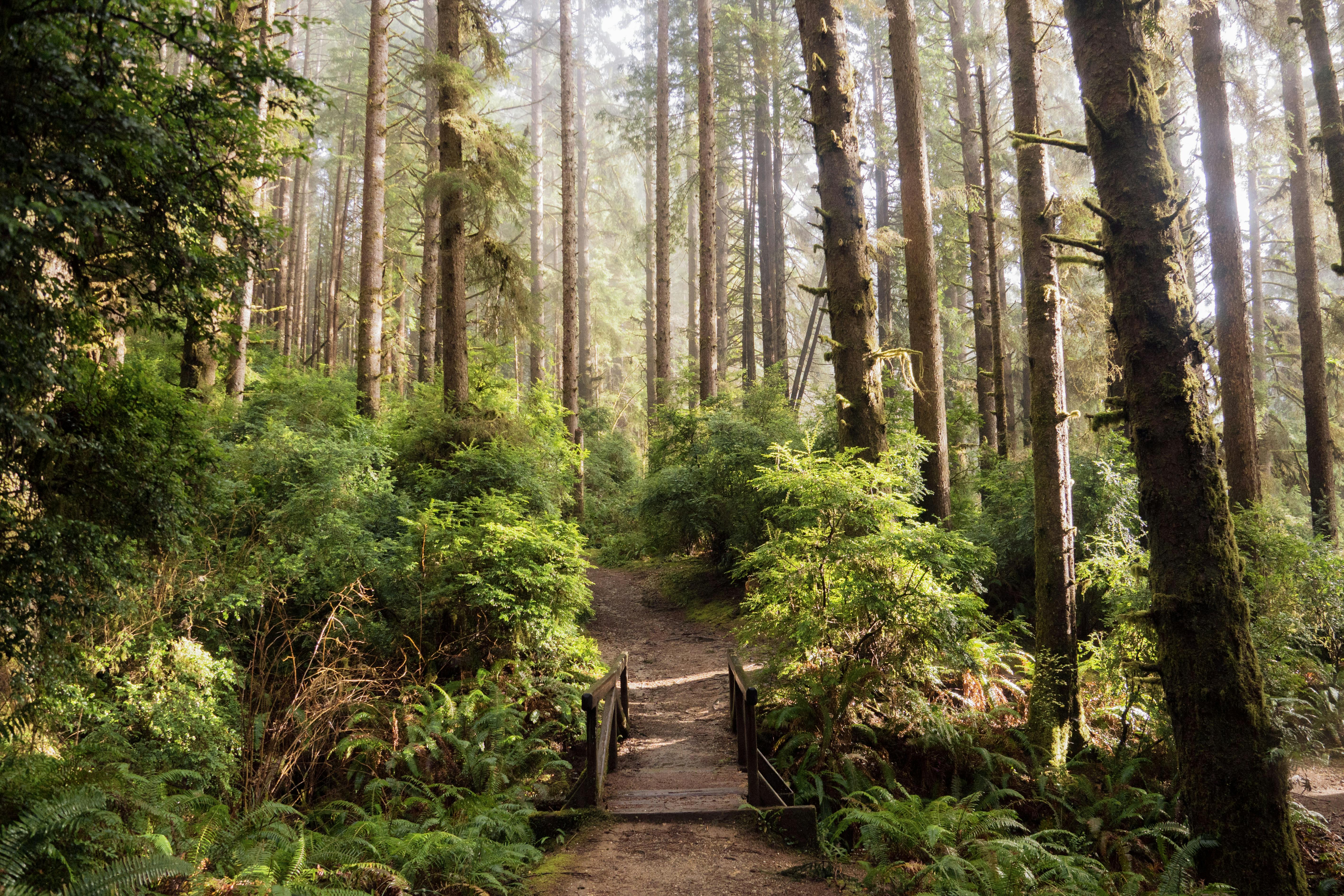 Green Plants and Tall Trees in Forest