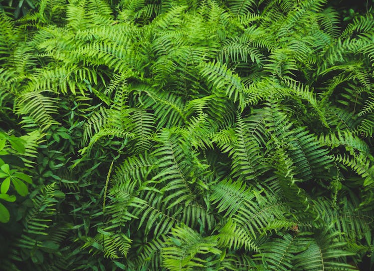 Green Ferns