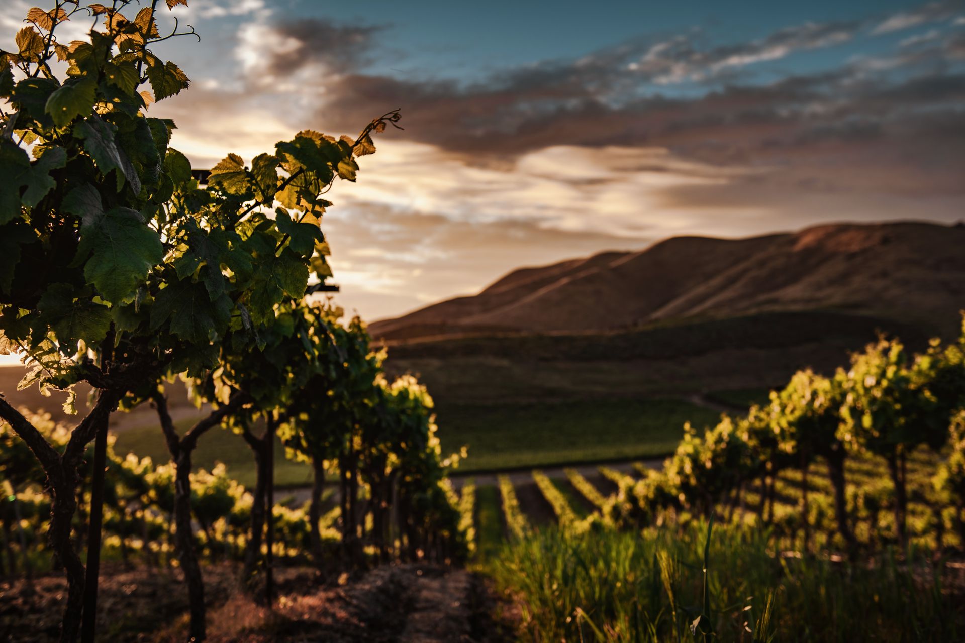 Terraced vineyard glowing at golden hour below dry Andean hills