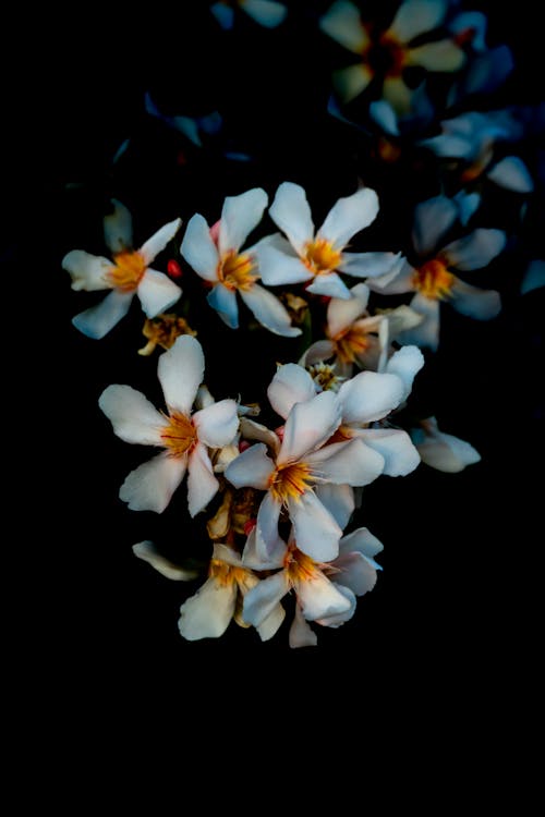 Immagine gratuita di bianco, fiori, fotografia