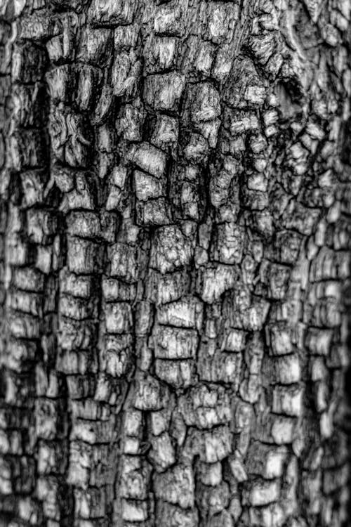 Immagine gratuita di abbaiare, albero, bianco e nero