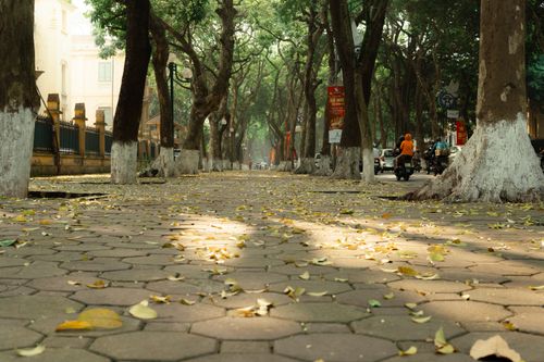 Free Charming tree-lined street with dappled sunlight and fallen leaves, creating a serene urban atmosphere. Stock Photo