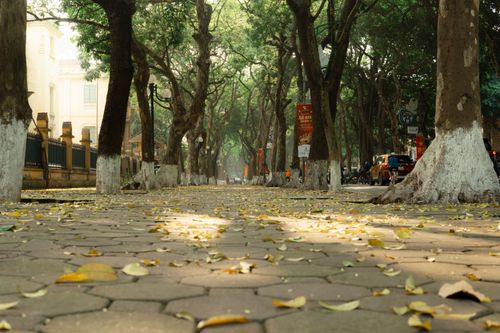 Free A serene perspective of an urban sidewalk lined with tall trees and fallen leaves under soft daylight. Stock Photo