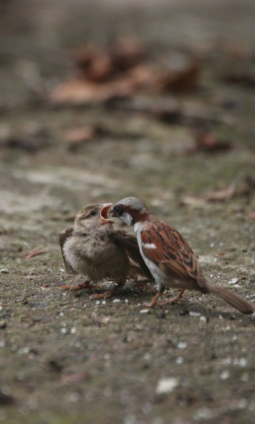 Free A sparrow feeds its chick on the ground, capturing a tender moment in Sylhet, Bangladesh. Stock Photo