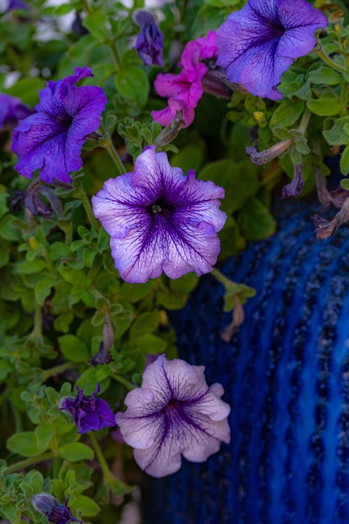 Immagine gratuita di azzurro, fiore, fotografia