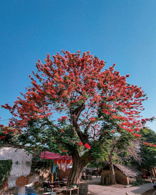 delonix regia, flame_tree, gulmohar 的 免費圖庫相片