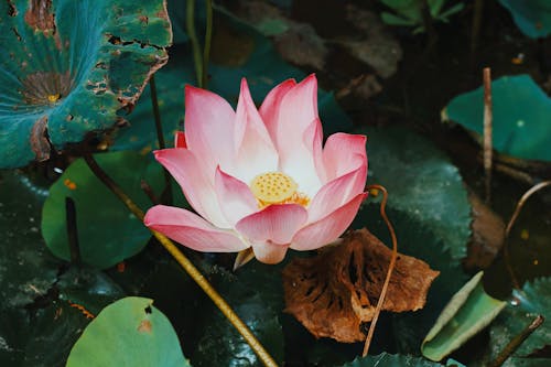 Pink Lotus among Water Lilies