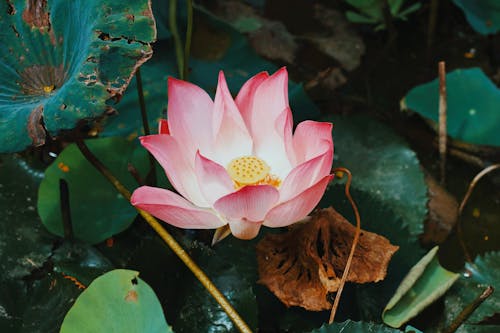 Foto d'estoc gratuïta de flor, fresc, lotus