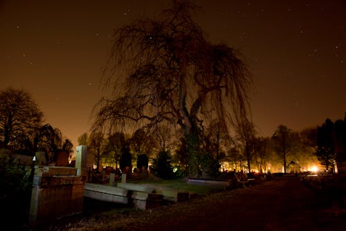 Tree Beside Bridge Under Starry Night