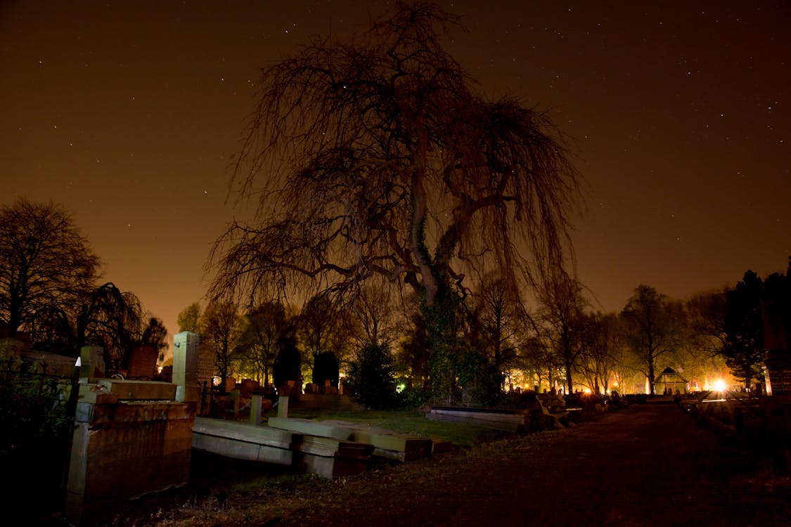 Free Tree Beside Bridge Under Starry Night Stock Photo