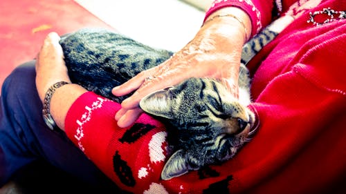 Free Silver Tabby Cat Sleeping on Person Hand Stock Photo