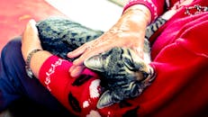 室内，一位老妇人慈爱地抱着腿上一只放松的虎斑猫