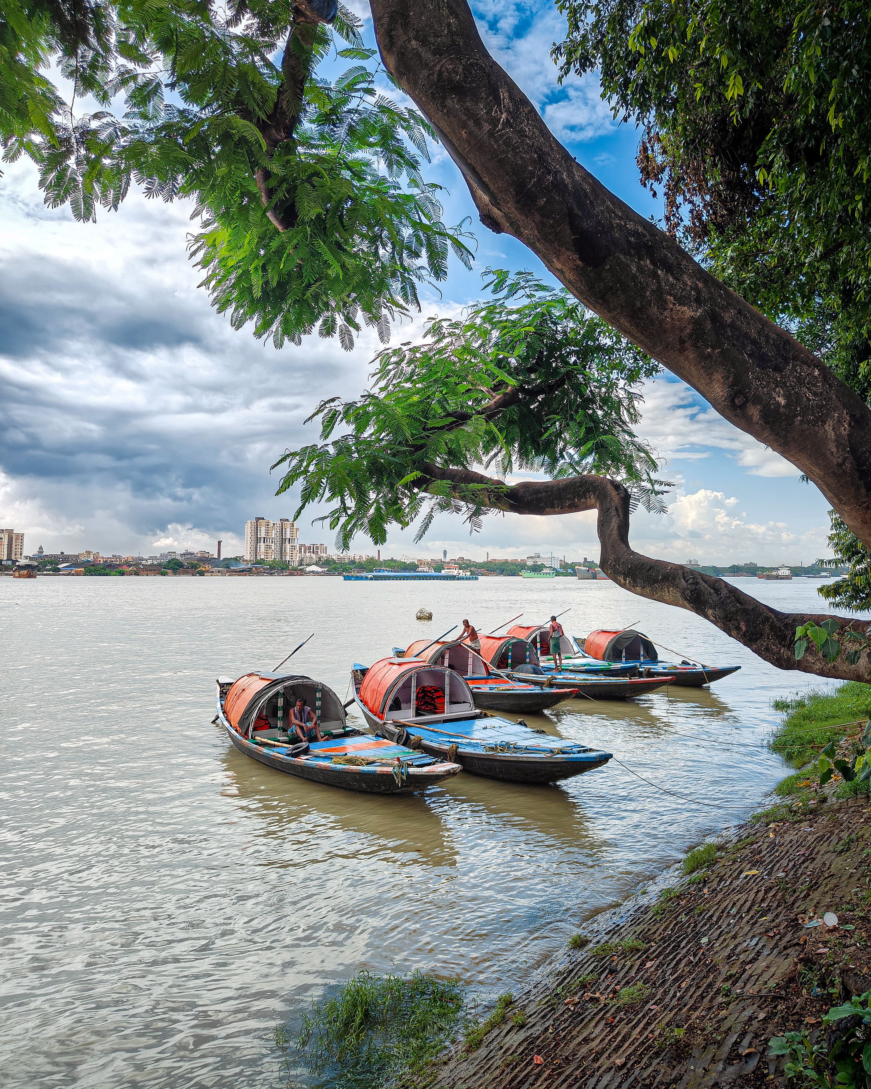 Canoes Docked by River Bank under Tree · Free Stock Photo