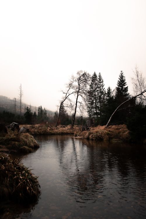 Free Peaceful winter creek scene in Harz, Germany, showcasing nature's simplicity and serenity. Stock Photo