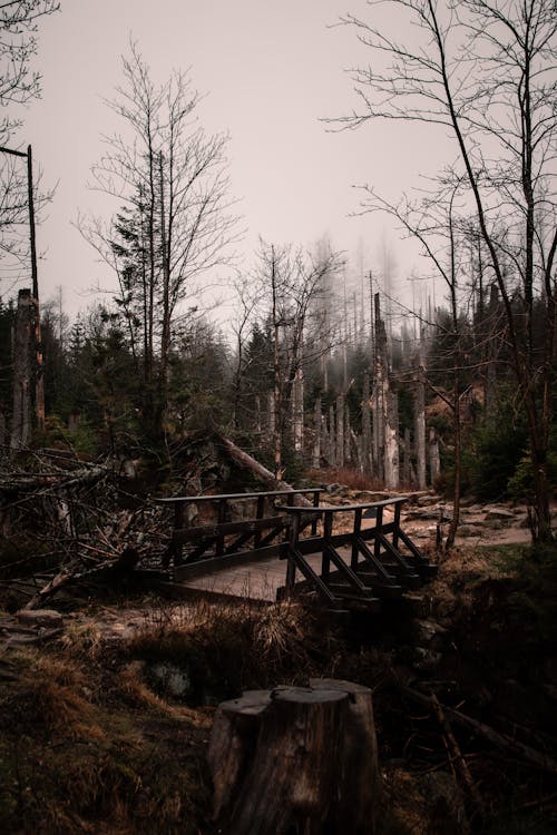 A wooden bridge in the woods with trees