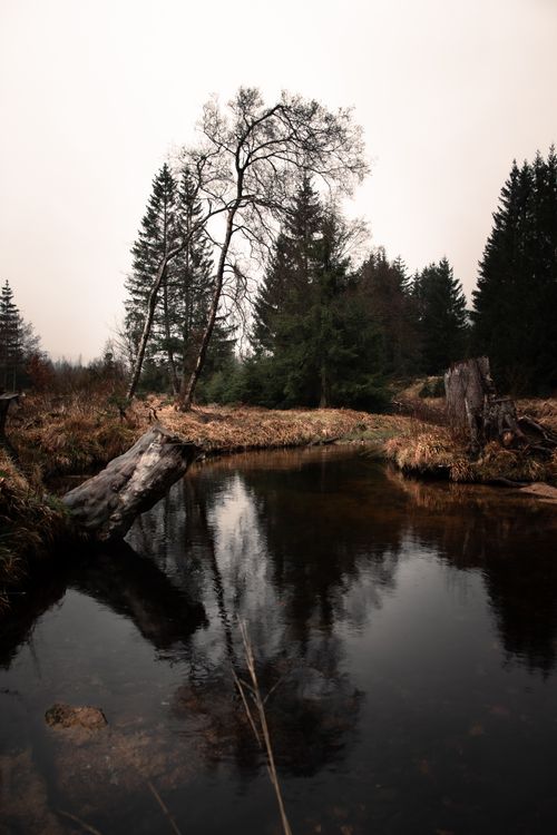 Free A tranquil winter scene in Harz, showcasing a peaceful pond surrounded by trees. Stock Photo