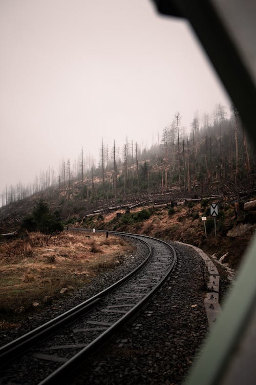A train tracks in the middle of a forest