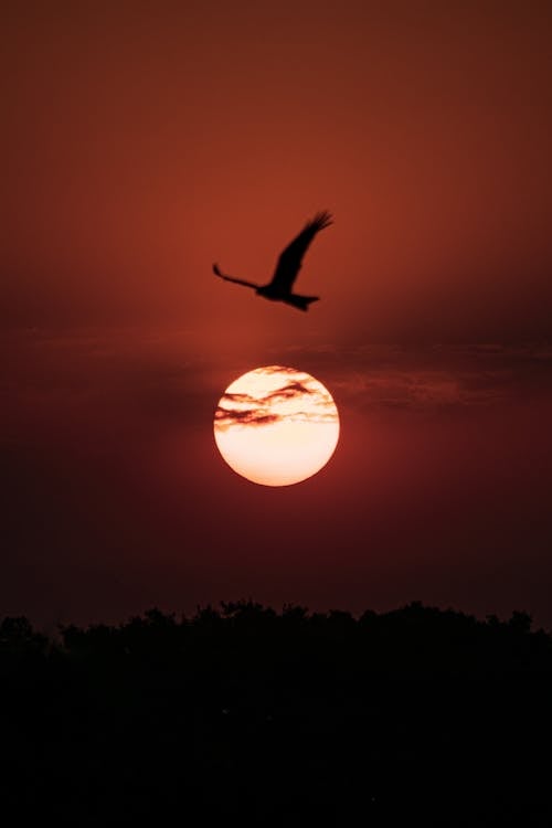 Silhouette of a Bird Flying over a Setting Sun