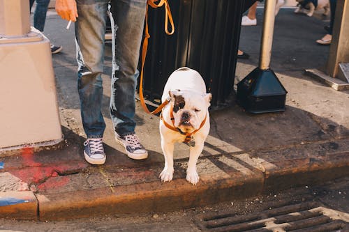 White and Black Molosser Dog on Leash