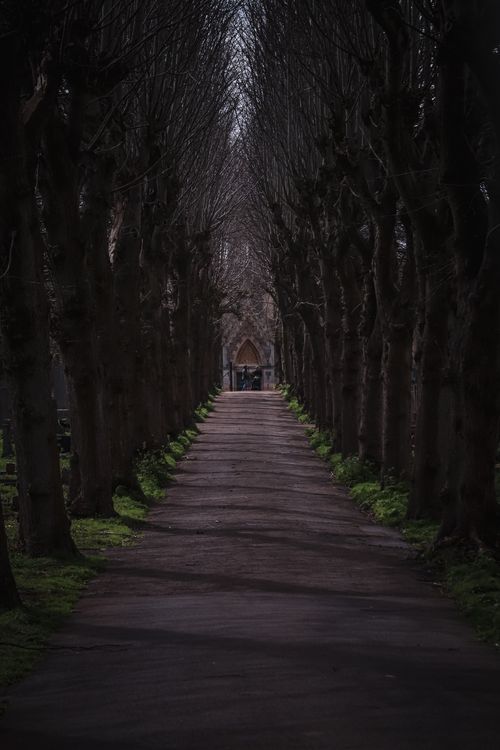 Free A tree-lined pathway with a captivating diminishing perspective leading to an ancient church door. Stock Photo