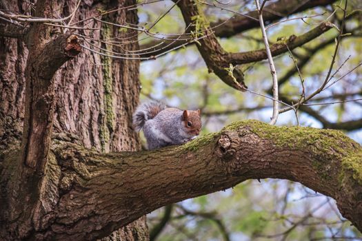A gray squirrel perched on a tree branch surrounded by vibrant greenery in a spring forest.