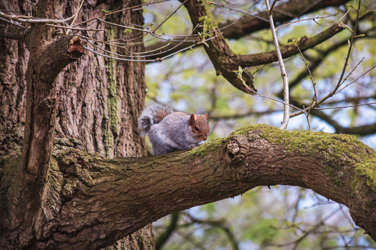 a gray squirrel perched on a tree branch surrounded by vibrant greener