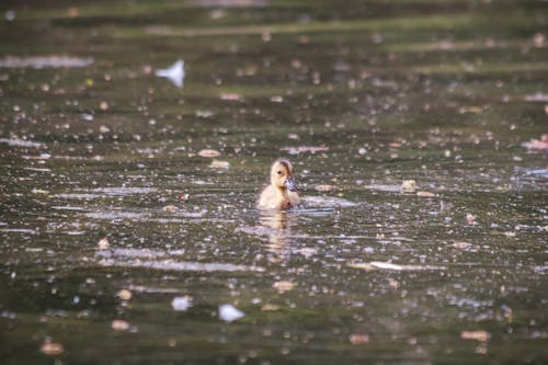 A duck swimming in a pond with some leaves